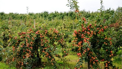 果园常见的果树病虫害防治方法和技术以及常用的24种农药