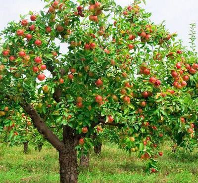 提高果树栽植成活率